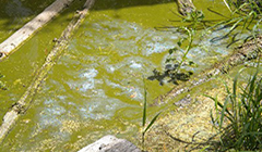 cyanobacteria bloom, green murky water