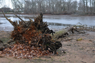 Downed tree lying on a riverbank with the roots exposed
