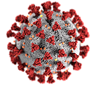 Drawing of a COVID-19 virus