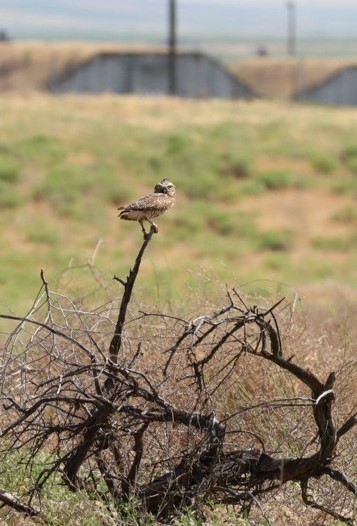 Natural Perch 2.jpg
