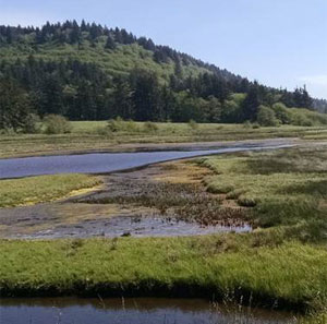 Sitka Sedge Marsh