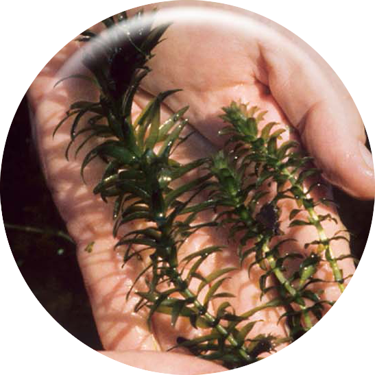 Image of Brazillian Elodea