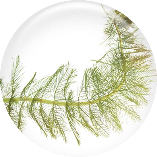 Image of Eurasian Watermilfoil