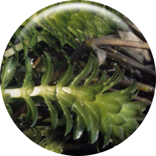 Image of Hydrilla