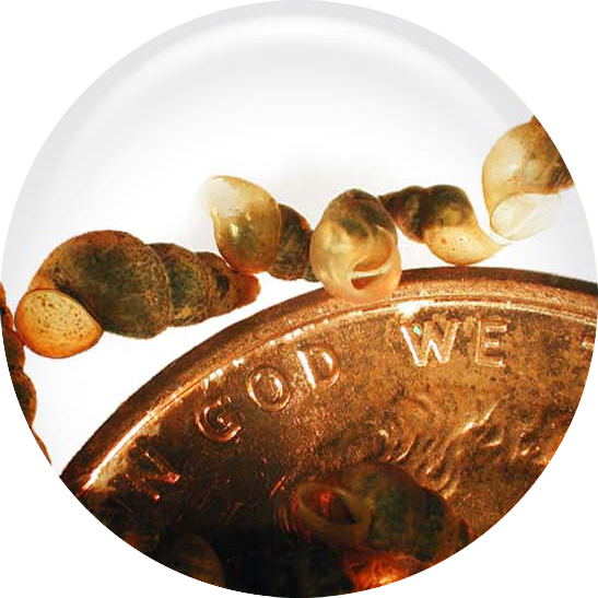 New Zealand Mudsnails