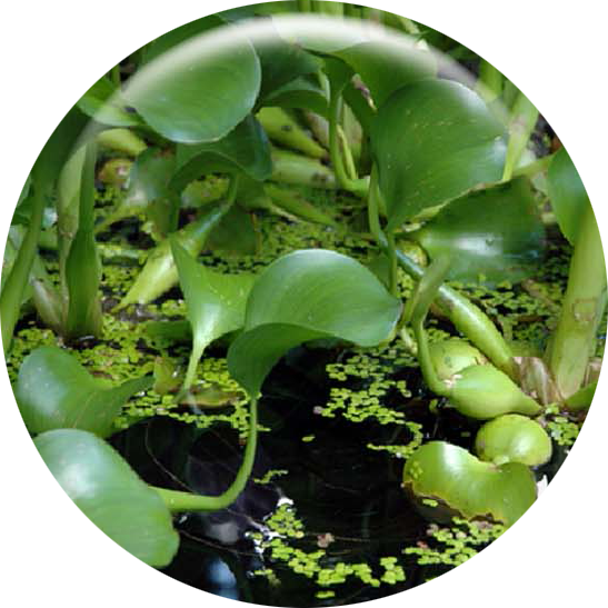 Image of Water Hyacinth