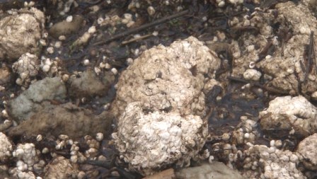 Foam pollution