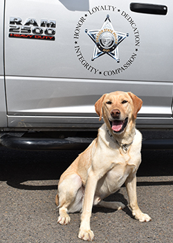 K9 Buck