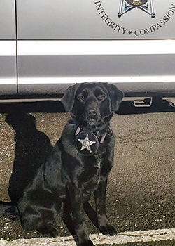 K9 Scout