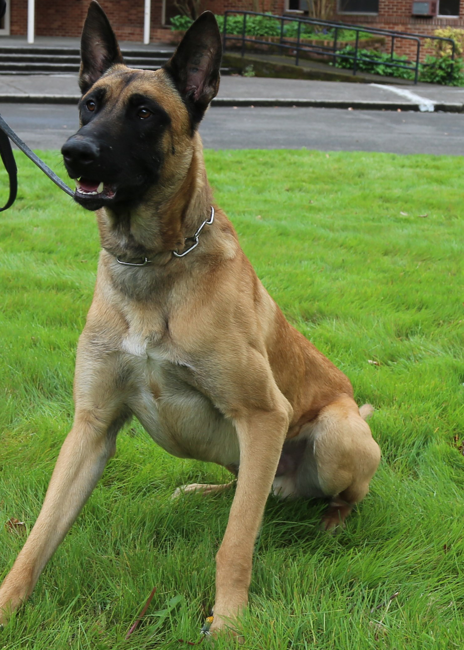 K9 Titan