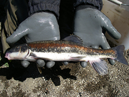 warner basin sucker fish