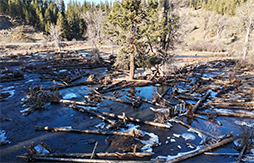 floodplain with many large woody debris