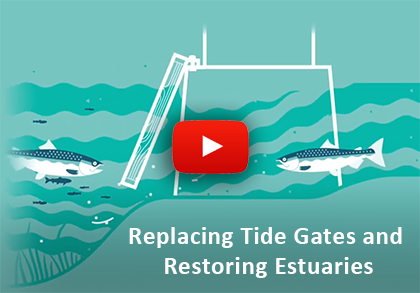 illustration of fwo fish on either side of a tide gate