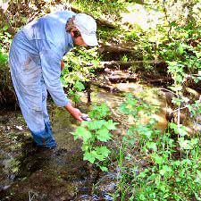 Person checking plants in livestock exclusion area