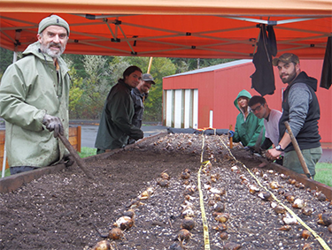 Six people standing next to a raised bed, planting bulbs