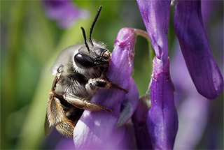 bee on purple flower