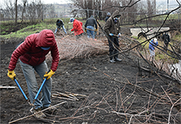 people clearing brush with loppers