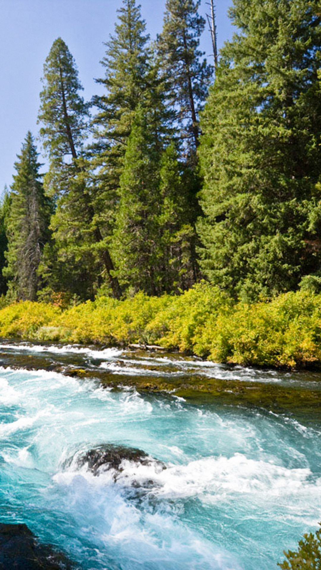 A fast-flowing river surrounded by dense green forest and tall trees under a clear blue sky.