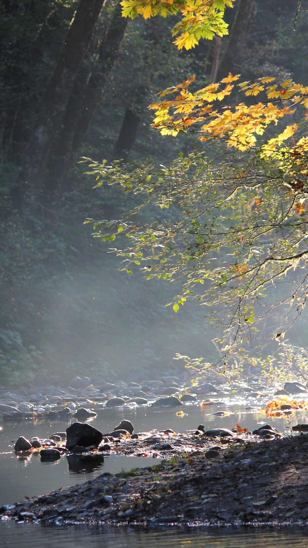 A tranquil forest scene featuring a gently flowing stream surrounded by rocks and dense trees.