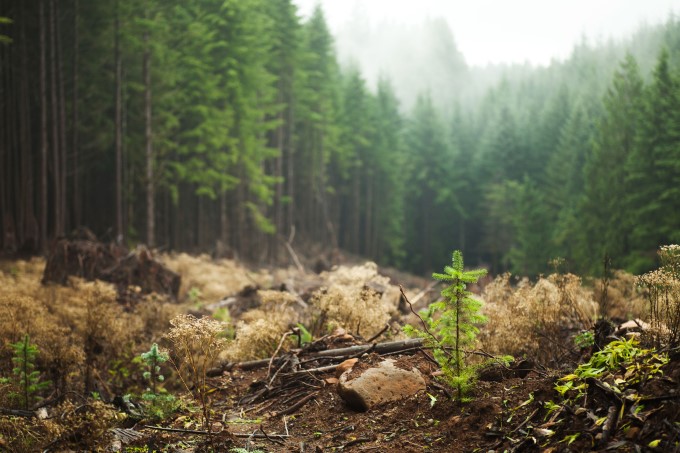 Elliott State Forest